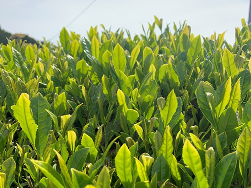 自然製法茶の茶畑
