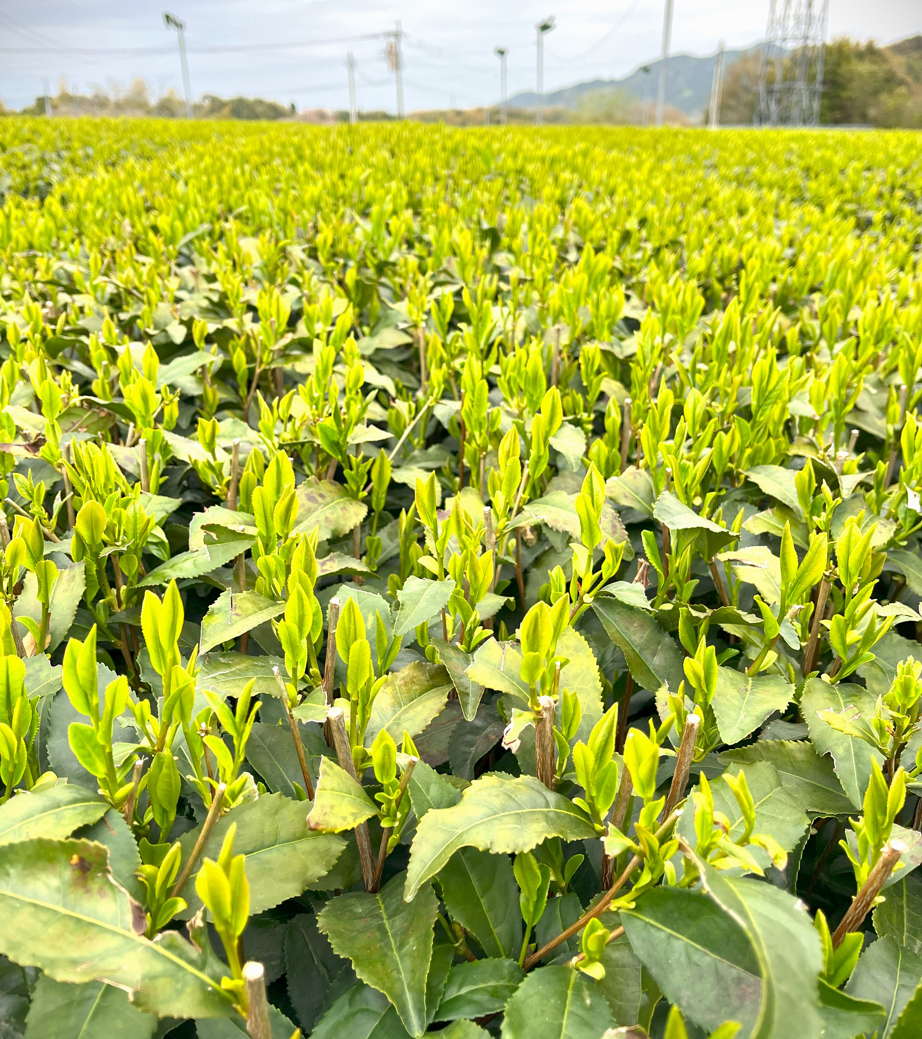 香らない緑茶なんて、つまらない飲めばクセになるお茶づくりへの挑戦